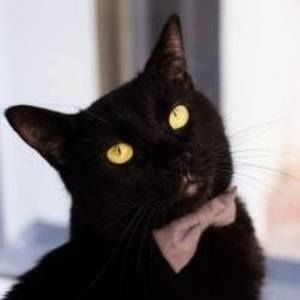 Meet your Posher, Steven